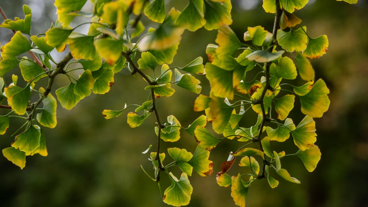 Ginkgo biloba nedir, ne işe yarar? Nasıl kullanılır, çayı yapılır mı?
