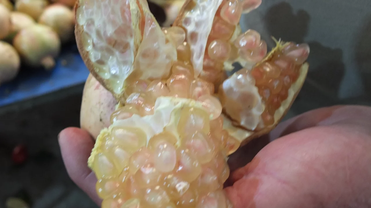 Tezgaha koydu, g&ouml;renler sordu: Kilosu 50 TL!