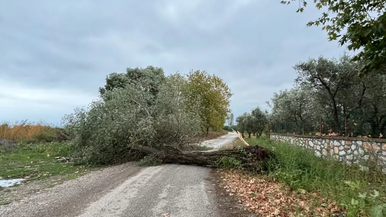 Bursa'da fırtına nedeniyle ağa&ccedil; devrildi! Yol kapandı