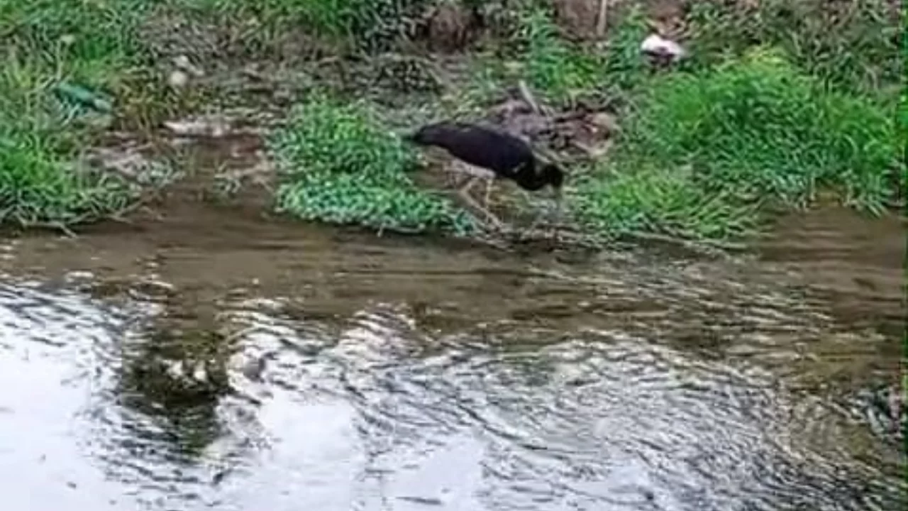 Türkiye'nin en süzgün kanatları Bursa'da yem ararken objektife yakalandı!