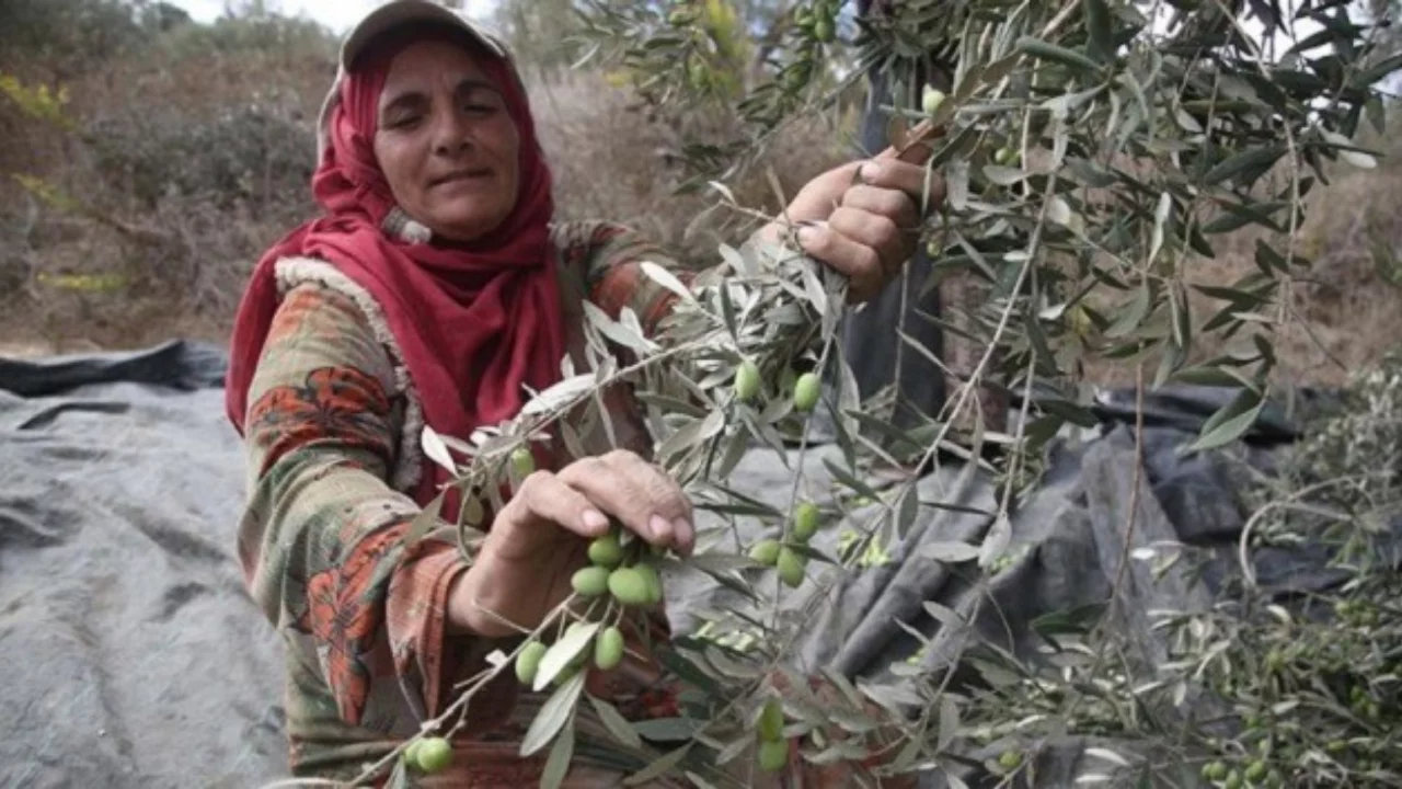 Bursa'da zeytin hasadı &ouml;ncesi iş&ccedil;i alarmı: &Uuml;retici yevmiyeci arıyor