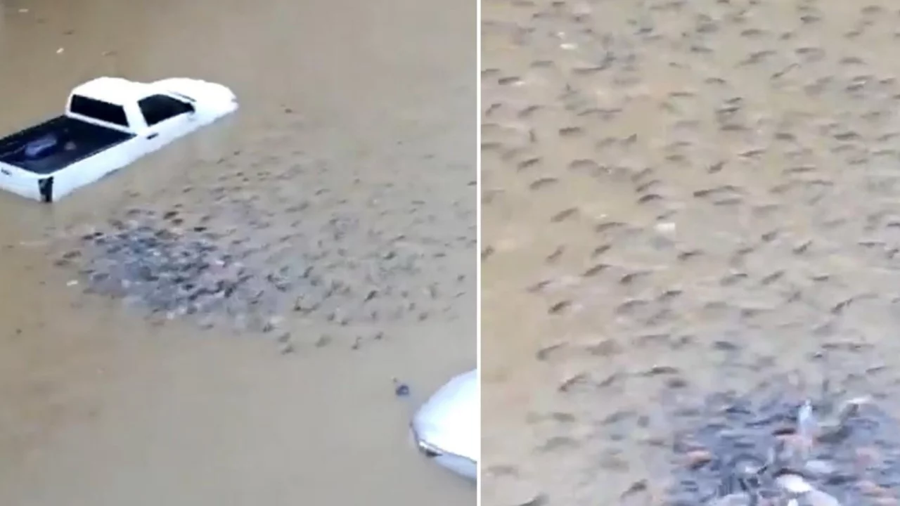 &Uuml;lke sular altında kaldı! Sokaklarda balıklar y&uuml;zmeye başladı