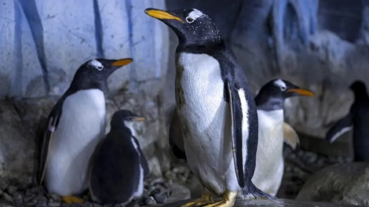 Penguenler 2100'de yok olabilir