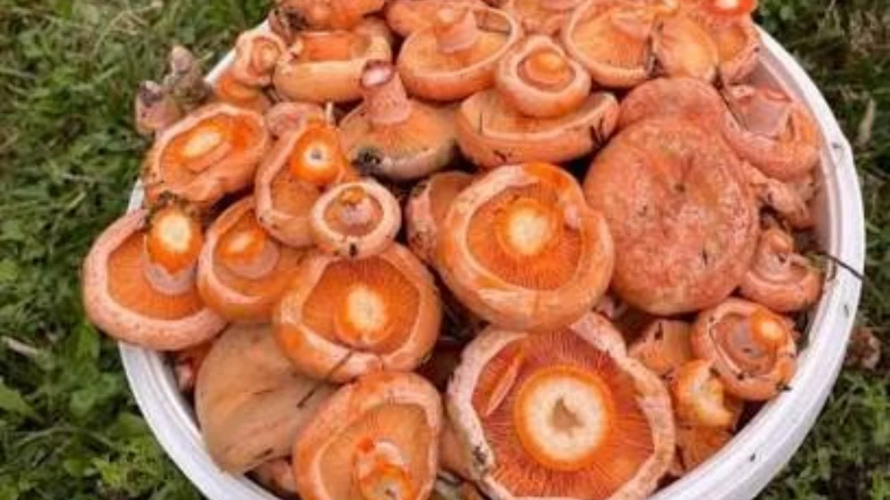 Bursa'da mantar çıkmaya başladı mı? Bu hafta sonu mantar toplanır mı? Melkiler çıkmaya başaldı mı?