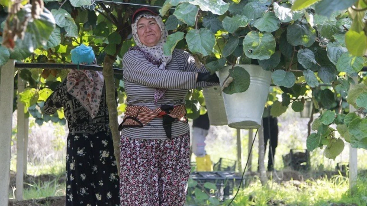 Ge&ccedil;en yıl 80 TL'ydi, bu yıl 40 TL'ye d&uuml;şebilir! Bursa'da beklenmedik kriz