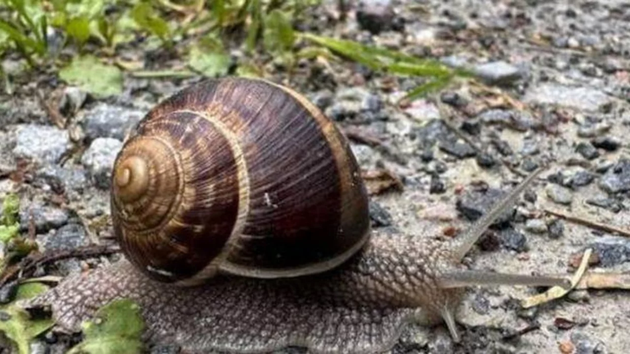 Salyangozlar neden yağmur yağınca &ccedil;ıkar? Salyangozlar yağmur yağdığında neden dışarı &ccedil;ıkar?