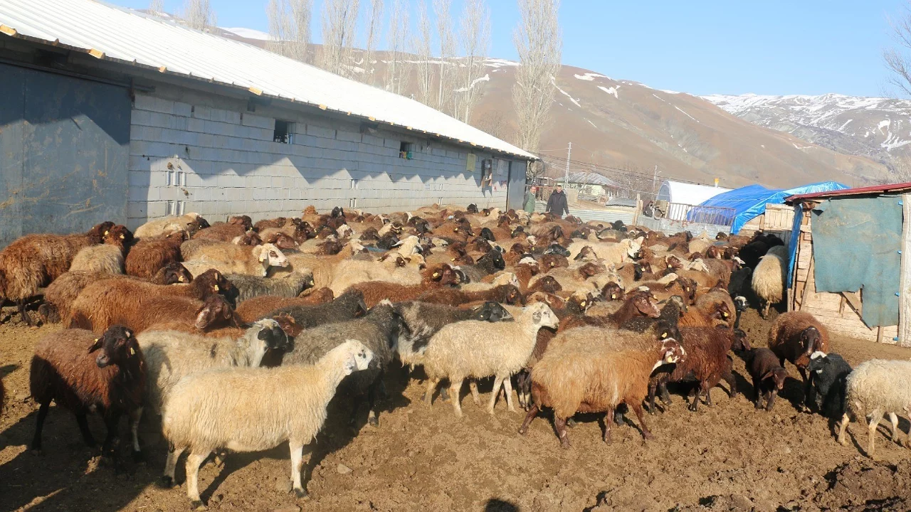 Koyun yetiştiricilerine "mavi dil" hastalığı uyarısı