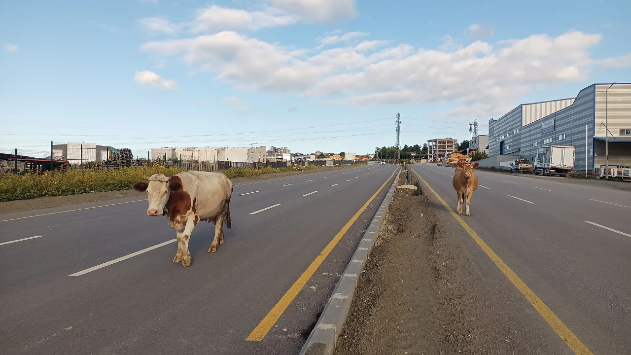 Yol ortasında başıboş yürüyen inekler tehlike oluşturdu