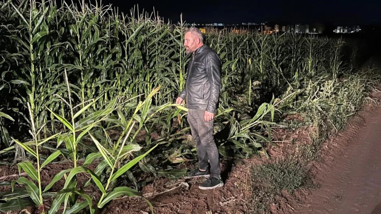 Mısır tarlası talan edilince gece boyu n&ouml;bete başladı! Karşısında g&ouml;r&uuml;nce...