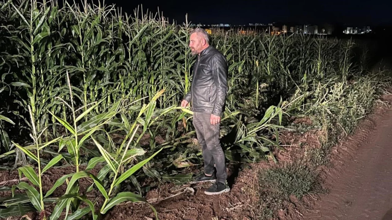 Mısır tarlası talan edilince gece boyu nöbete başladı! Karşısında görünce... 