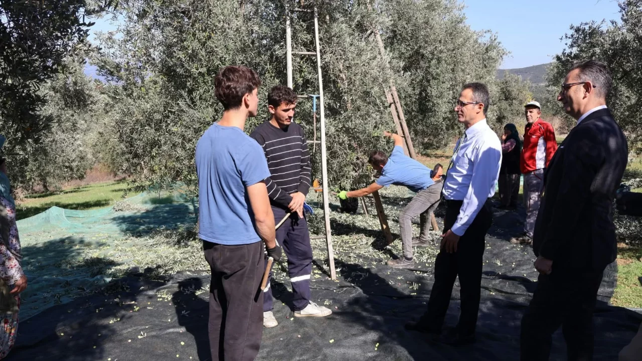 İznik'te erken zeytin  hasadı başladı! Kaymakam &uuml;reticileri ziyaret etti..