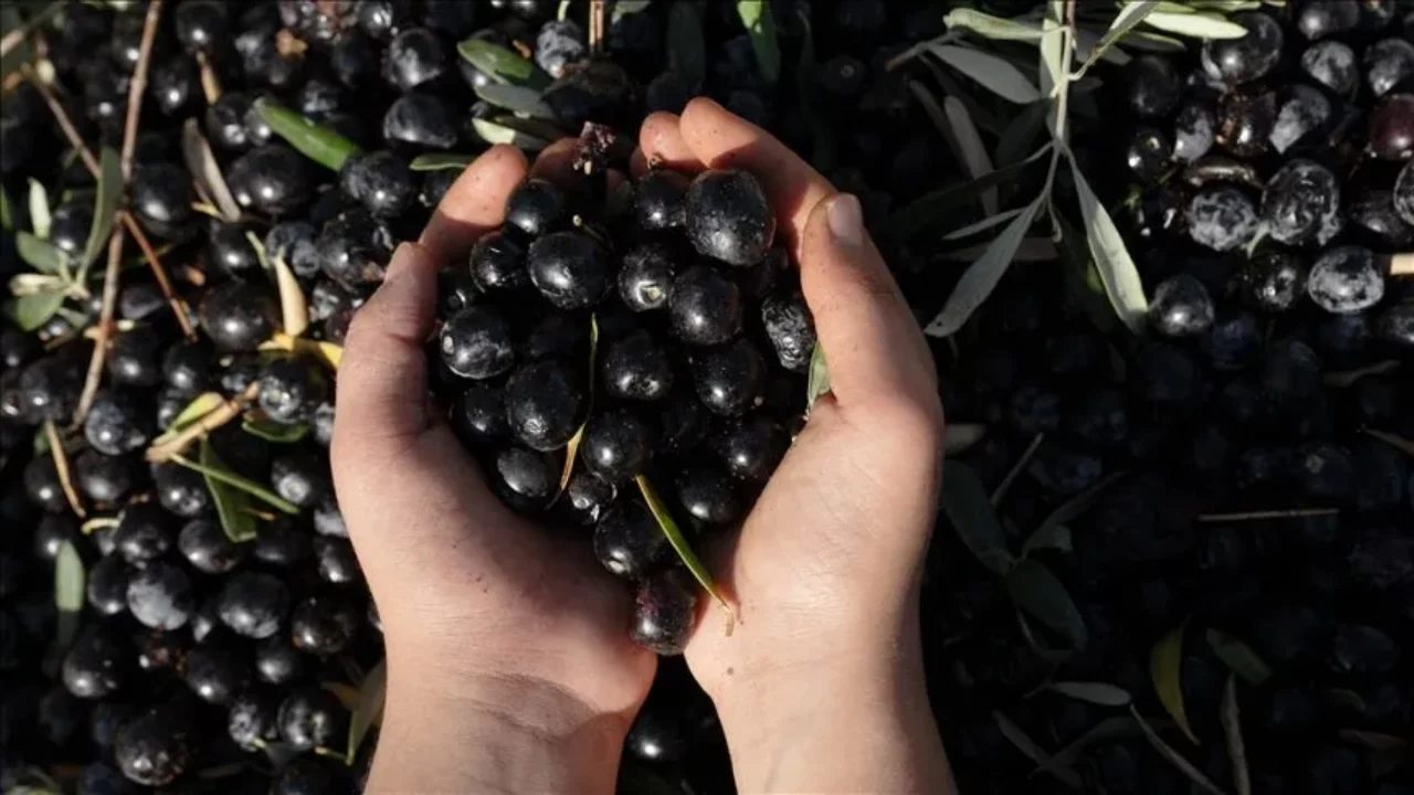 Bursa'da zeytin sezonu &ouml;ncesi &ouml;nemli ihale! Tarih ve şartlar belli oldu