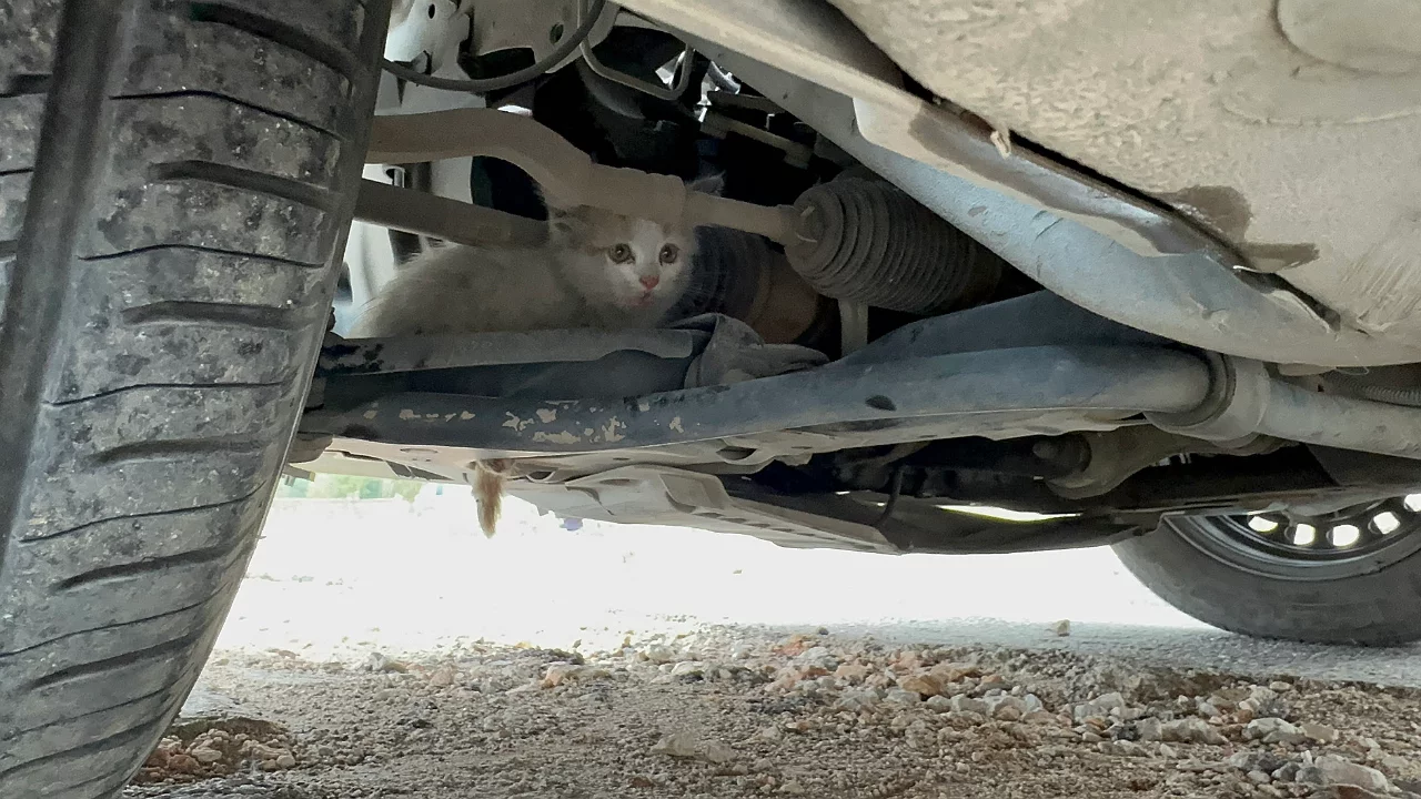 Aracın motor kısmına giren kedi uzun uğraşlar sonucu &ccedil;ıkartıldı