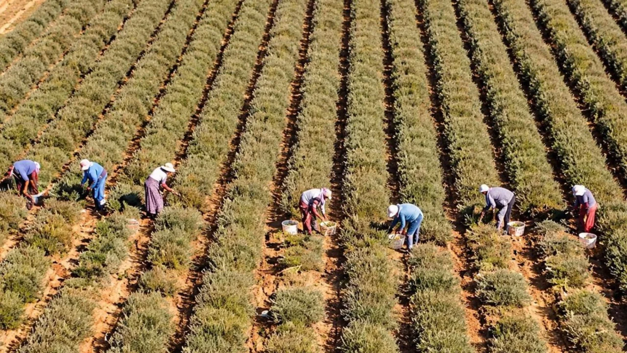 Hem meyvesi hem &ccedil;i&ccedil;eği para ediyor: Eken bir senede evini arabasını alıyor