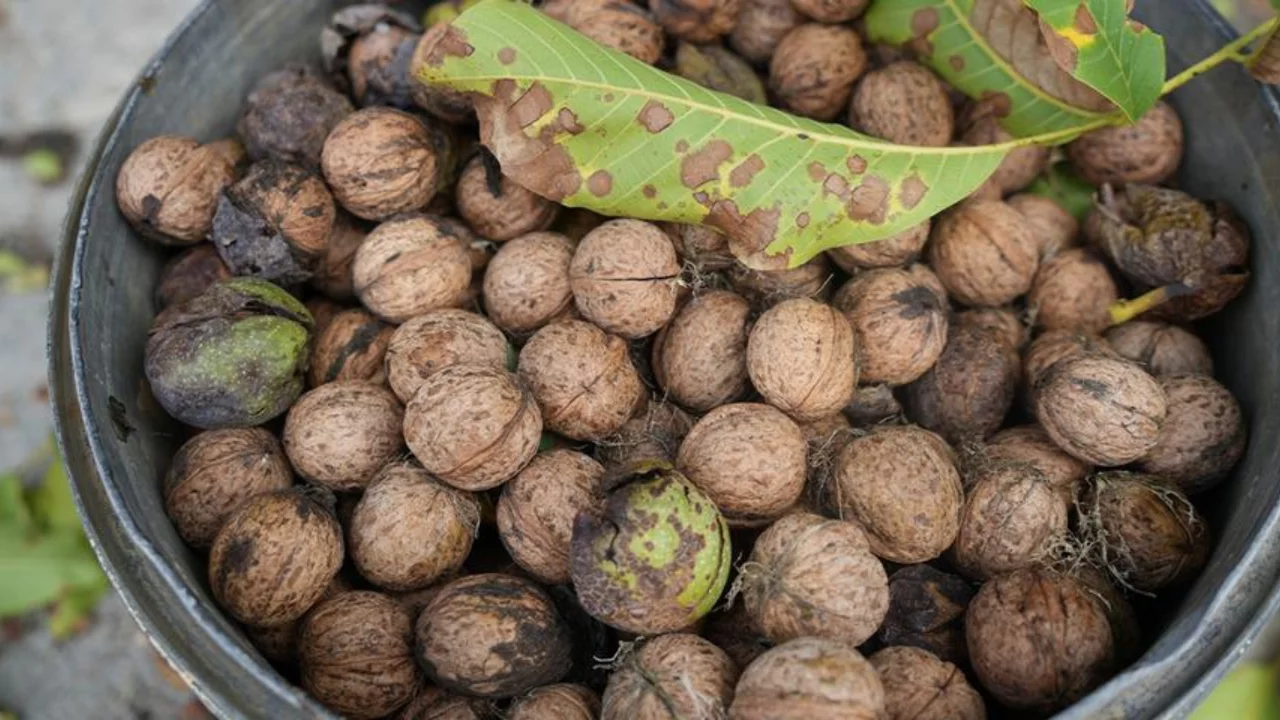 Omega 3 zengini: Toprak damlarda kurutuluyor