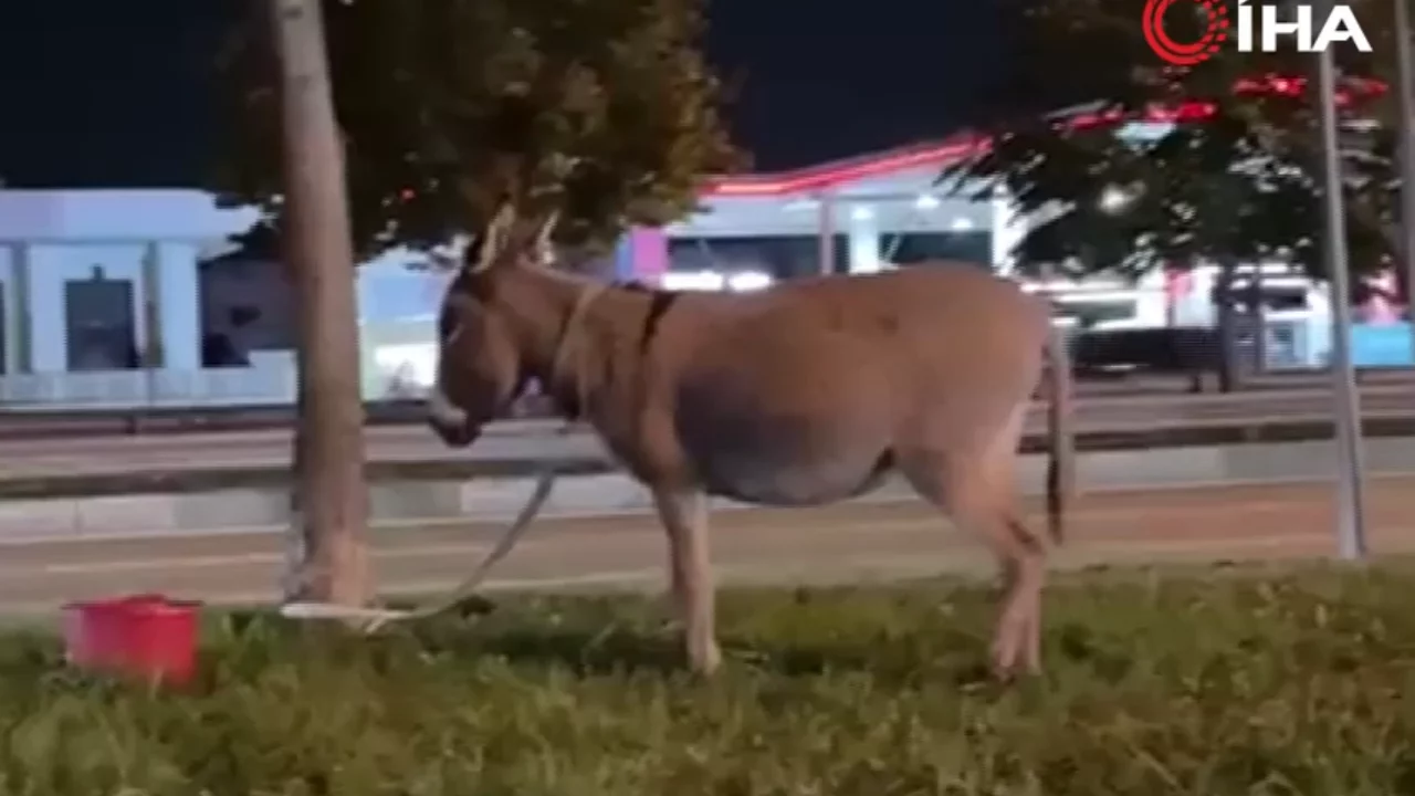 Bursa'da ilgin&ccedil; g&ouml;r&uuml;nt&uuml;! Eşeğini yolun ortasında bırakıp gitti...