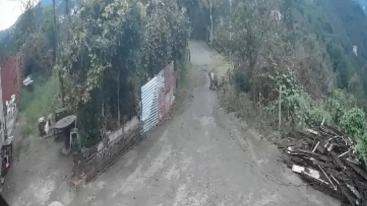 Mahalleye inen ayı, işe giden kadının karşısına &ccedil;ıktı