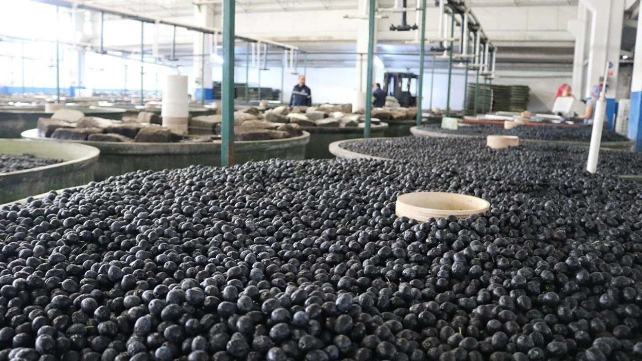 Orhangazi'de zeytinde rekor &uuml;retim beklentisinin ilk işareti! 10 g&uuml;nde 4 bin 200 rekolte beyanı