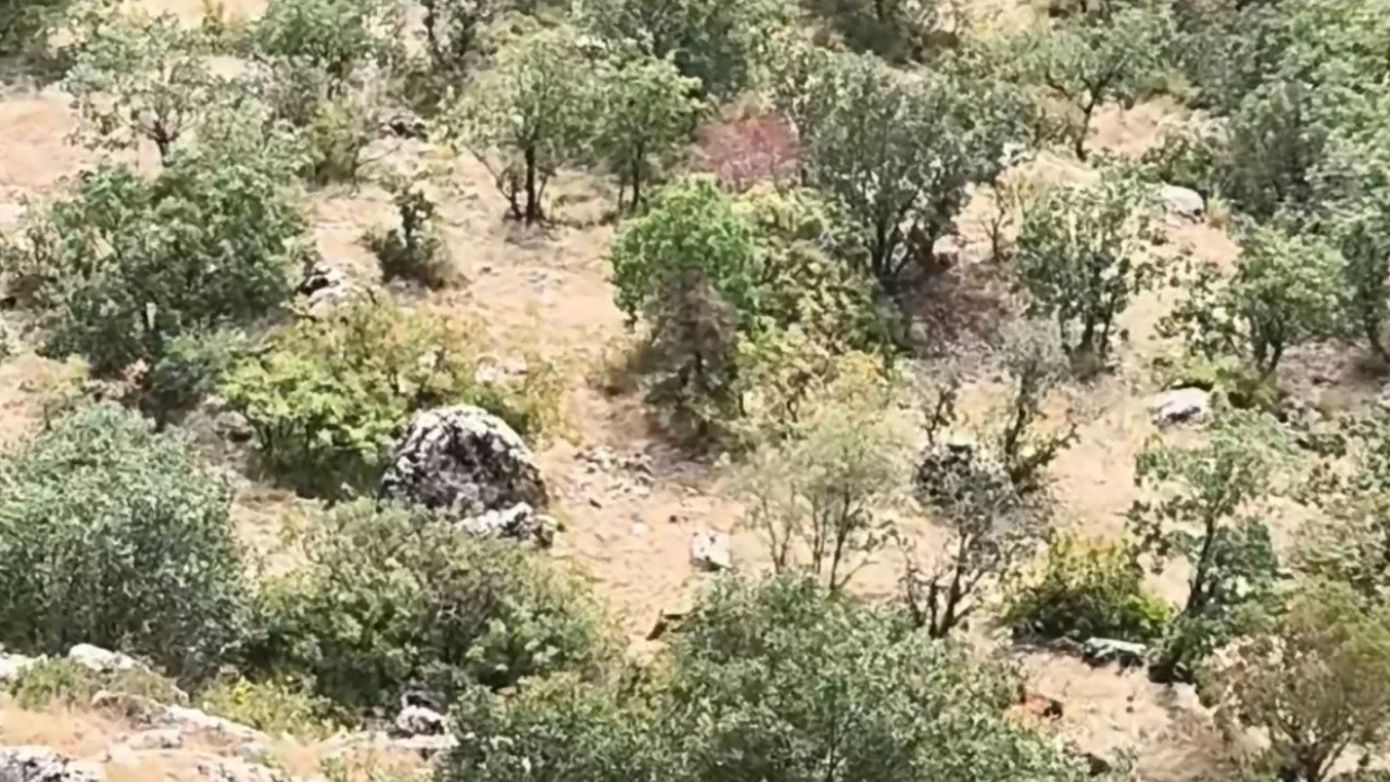 Yaylada bir anda karşısına &ccedil;ıktılar!