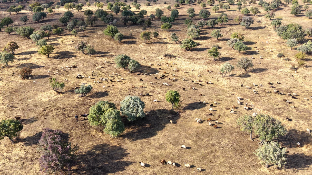 Bursalılar bu hasat i&ccedil;in 1.500 kilometre yol gidiyor!