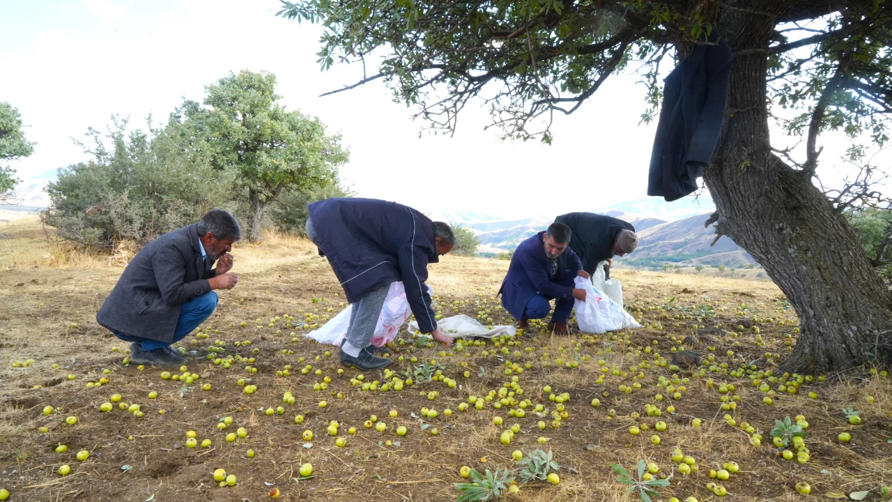 110 bin ahlat ağacında armut hasadı s&uuml;r&uuml;yor
