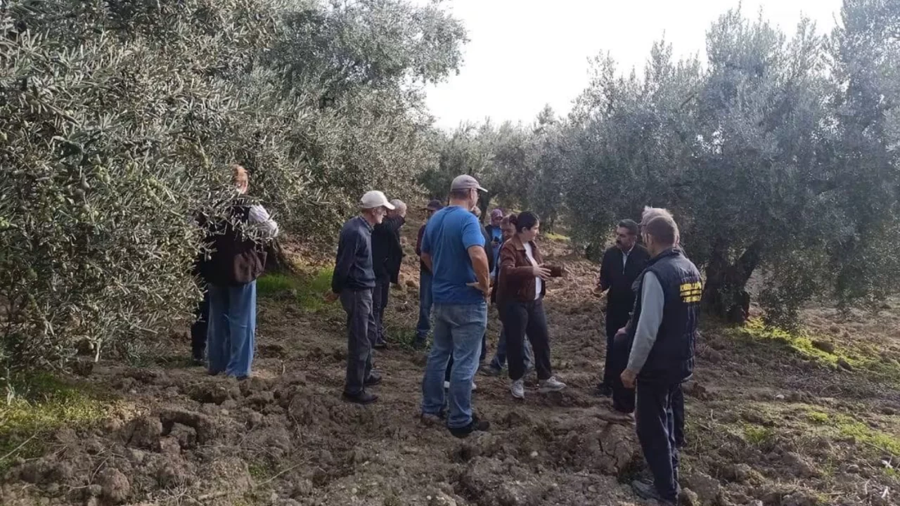 Bursa'da kuraklığa karşı zeytin üreticileri buluşuyor
