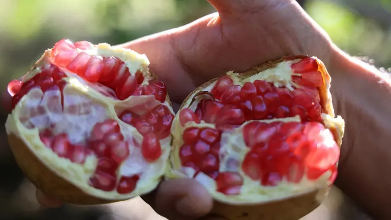Kilosu 80 TL'ye kadar çıktı! Coğrafi işaretli narın hasadı başladı