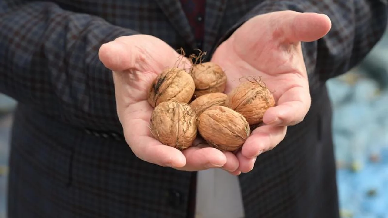 Bursa'da bolluk bereket! 20 bin tona geldi...