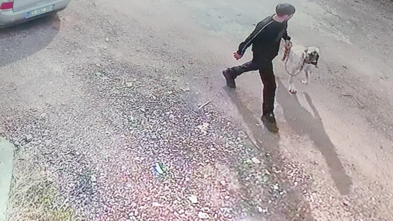 Kangal cinsi k&ouml;peği iki kişi &ccedil;aldı, o an kameraya yansıdı