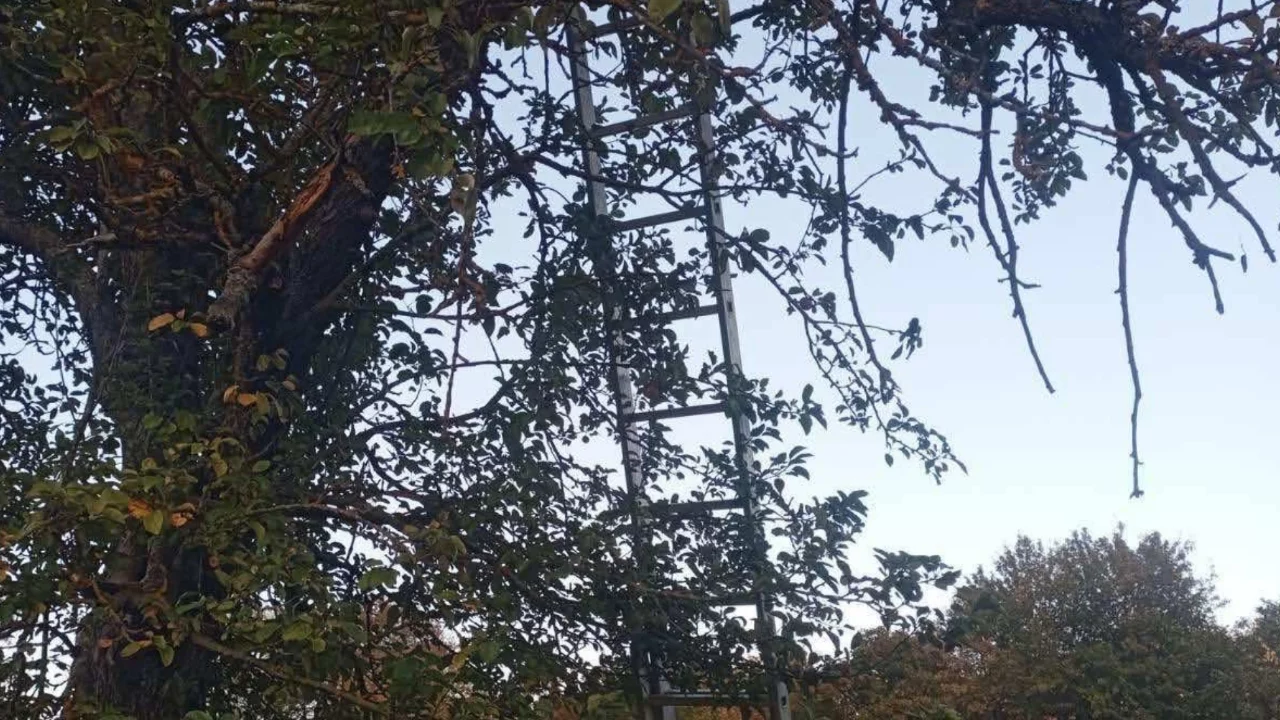 Bilecik'te ağa&ccedil;tan d&uuml;şen kişi hayatını kaybetti