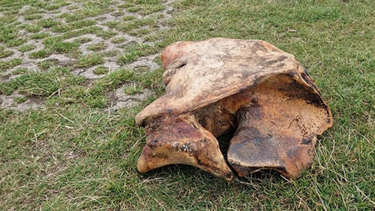 Tarlasını kazarken servet buldu! Değeri tam 444 milyon TL