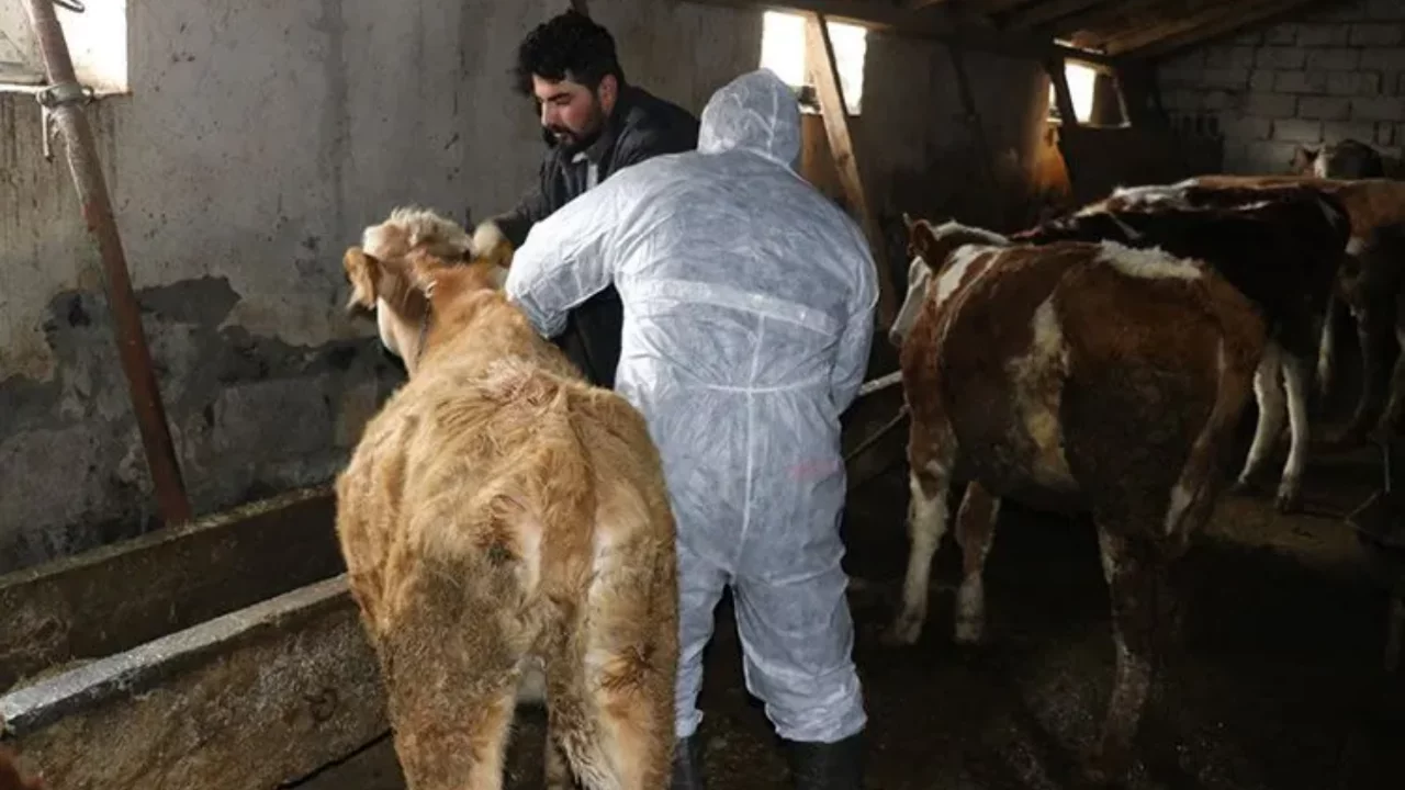 Şap hastalığı alarmı! canlı Hayvan pazarı ikinci bir emre kadar kapatıldı