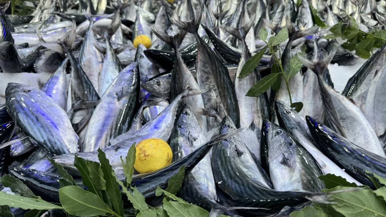 Palamut bollaştı, fiyatlar d&uuml;şt&uuml;! Balık&ccedil;ılardan skandal &ccedil;ağrı