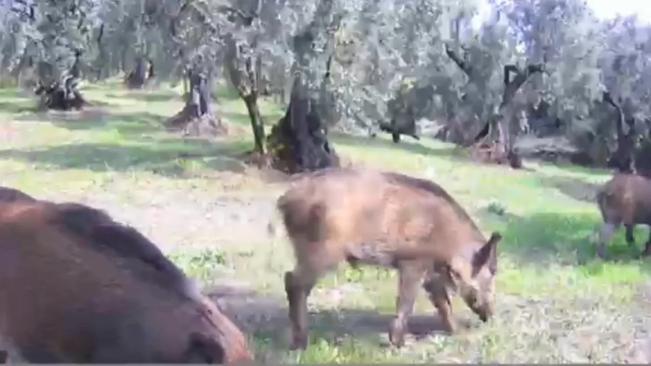 Bursa'da yaban hayatı fotokapanlara yansıdı! Domuzlar ve tilkiler zeytinliklerde