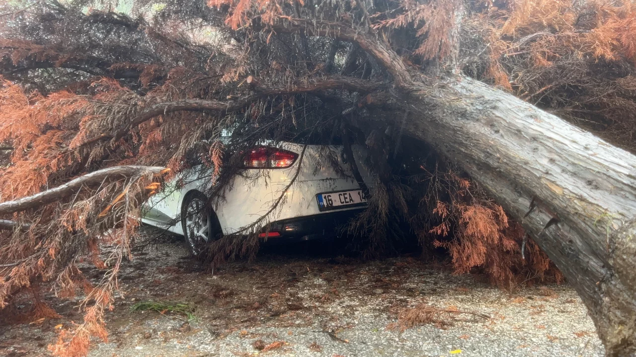 Bursa'da şiddetli yağış ağacı devirdi! Otomobilin &uuml;zerine d&uuml;şt&uuml;