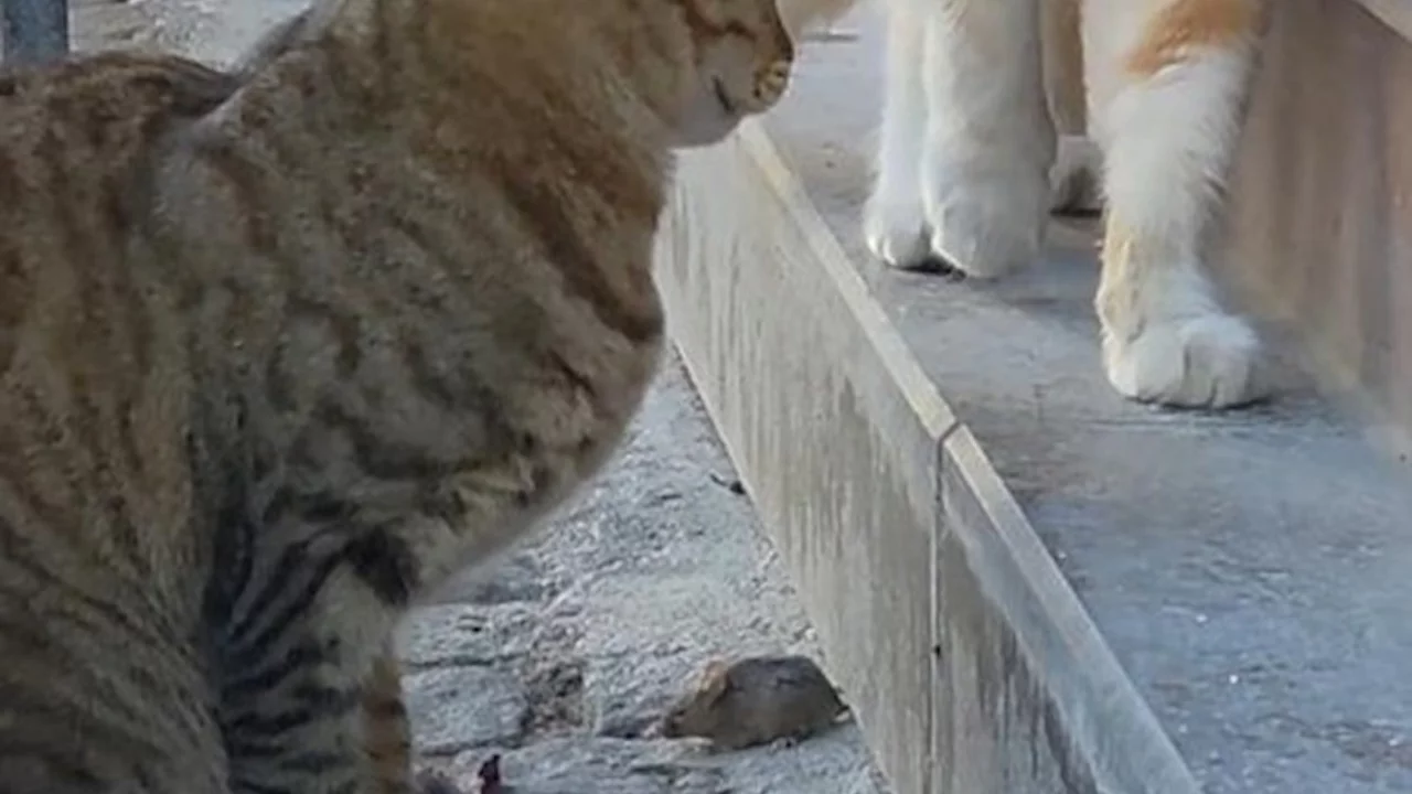 Edirne'de kedi, fareyi diğer kediden korudu