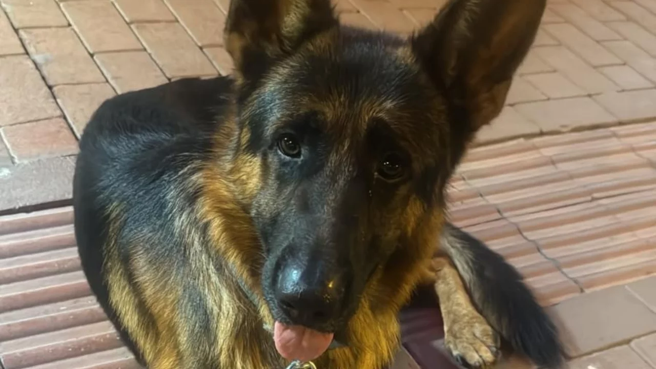 Bursa'da seferberlik başladı! Bulana &ouml;d&uuml;l verilecek
