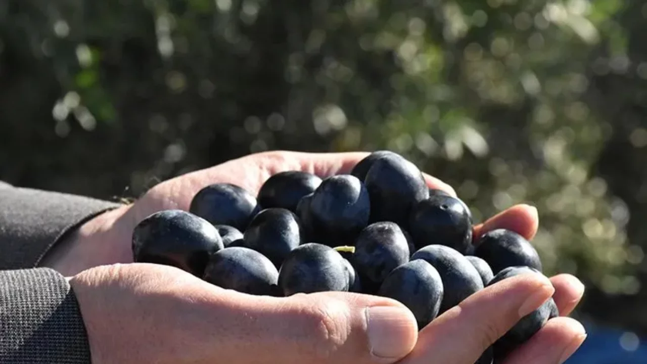 Bursa'da zeytin alım kampanyası için kritik duyuru! Gözler 20 Ekim'de
