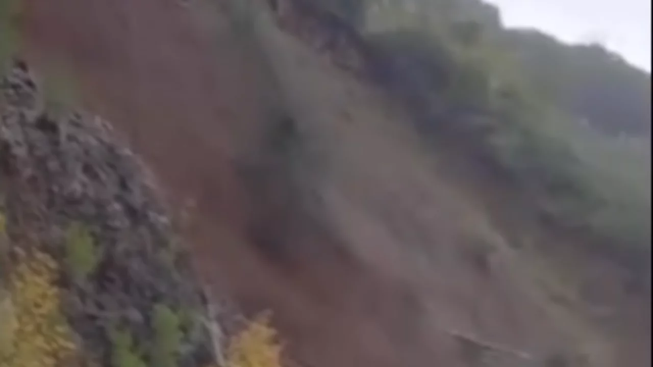 Gemlik - Armutlu yolunda heyelan! Çam ağaçları yola doğru kaydı