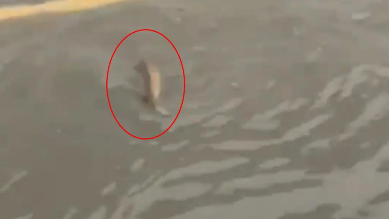 Şiddetli yağışın vurduğu İstanbul'da ilgin&ccedil; g&ouml;r&uuml;nt&uuml;! Bir s&uuml;r&uuml;c&uuml; trafikte balığa yol verdi