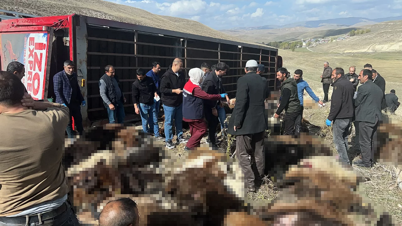 Hayvan y&uuml;kl&uuml; tır devrildi: 130 k&uuml;&ccedil;&uuml;kbaş hayvan telef oldu