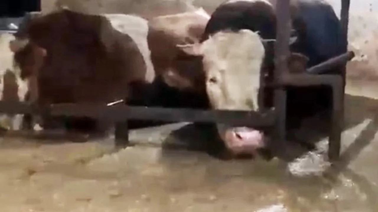 Sel sularıyla dolan ahırda onlarca b&uuml;y&uuml;kbaş hayvan mahsur kaldı!