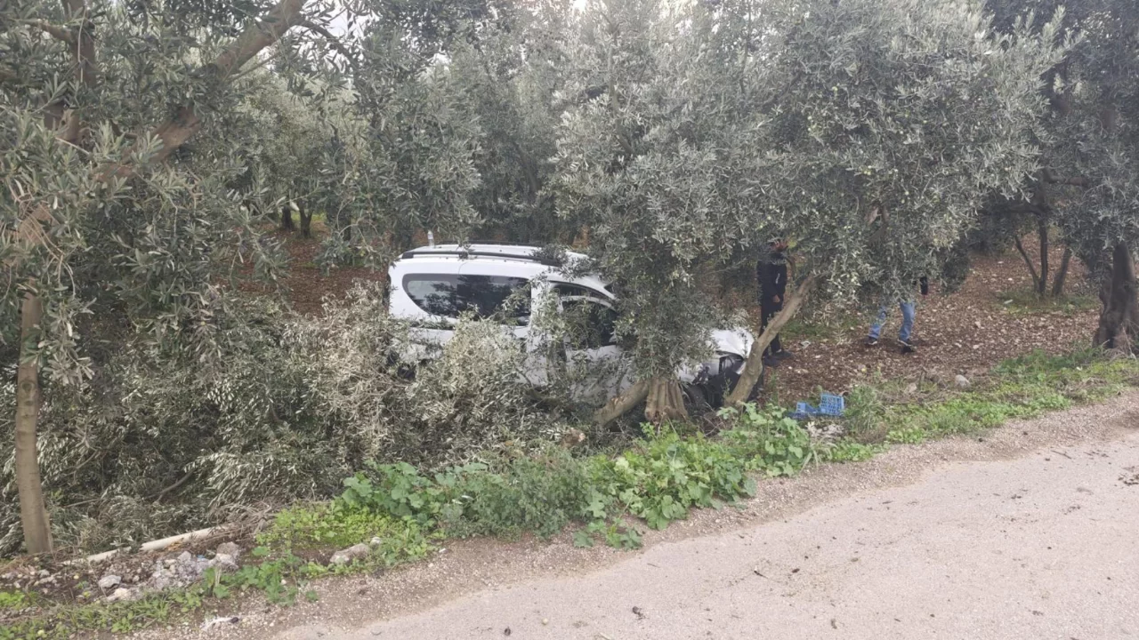 Bursa'da ticari ara&ccedil; zeytinliğe u&ccedil;tu! Kazayı ucuz atlattılar