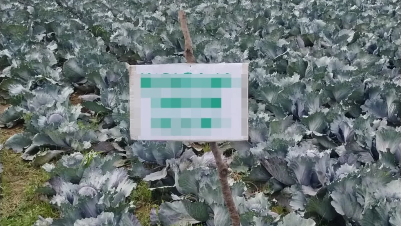 Bursa'da lahana tarlasına &ouml;yle bir yazı astı ki g&ouml;ren d&ouml;n&uuml;p bir daha baktı!