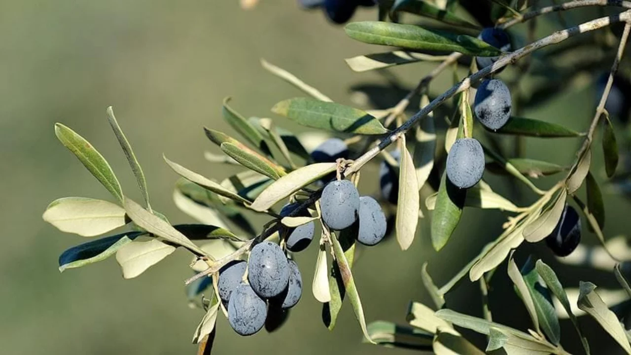 Bursa'da zeytin üreticilerine ilaçlama uyarısı! Tarih belli oldu 
