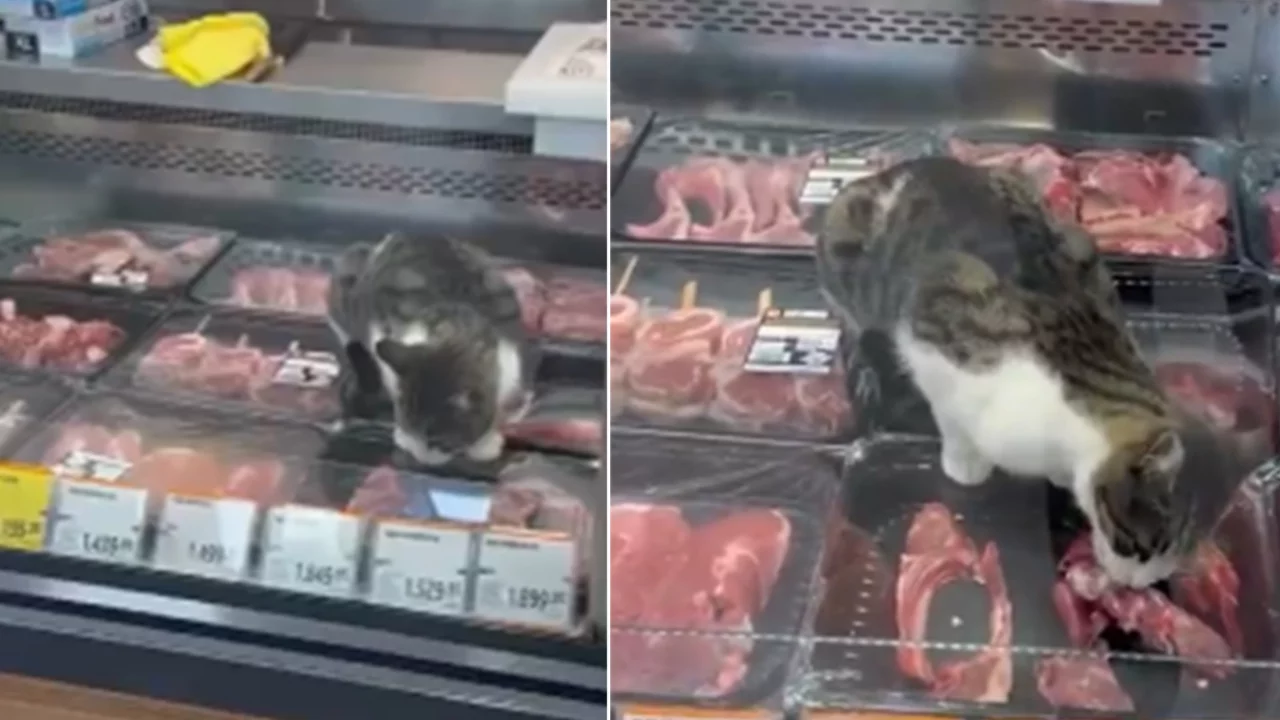 Bursa'da markette şaşkına &ccedil;eviren olay! Kasap reyonuna kadar girdi