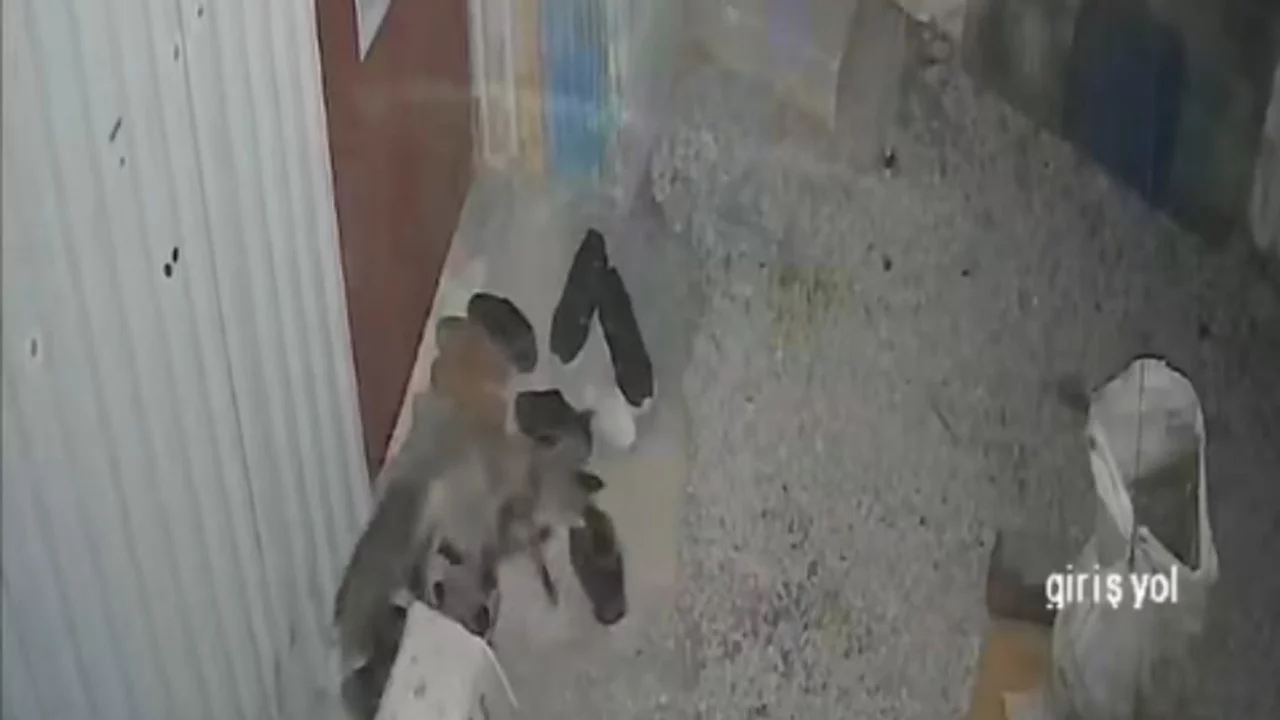 Bursa'da davetsiz misafir! Ayakkabıyı kaptığı gibi ka&ccedil;tı...