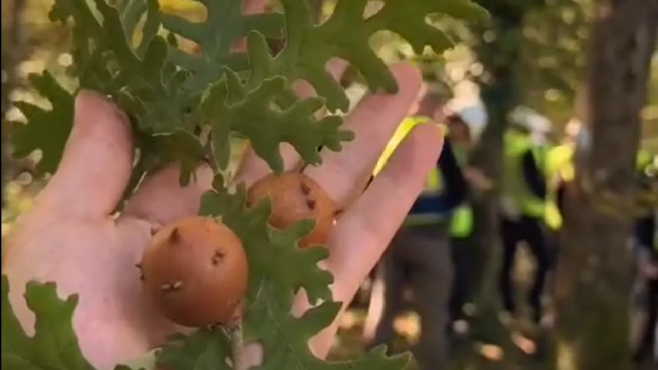 Asırlık meşelerin geleceği Bursa'da şekilleniyor