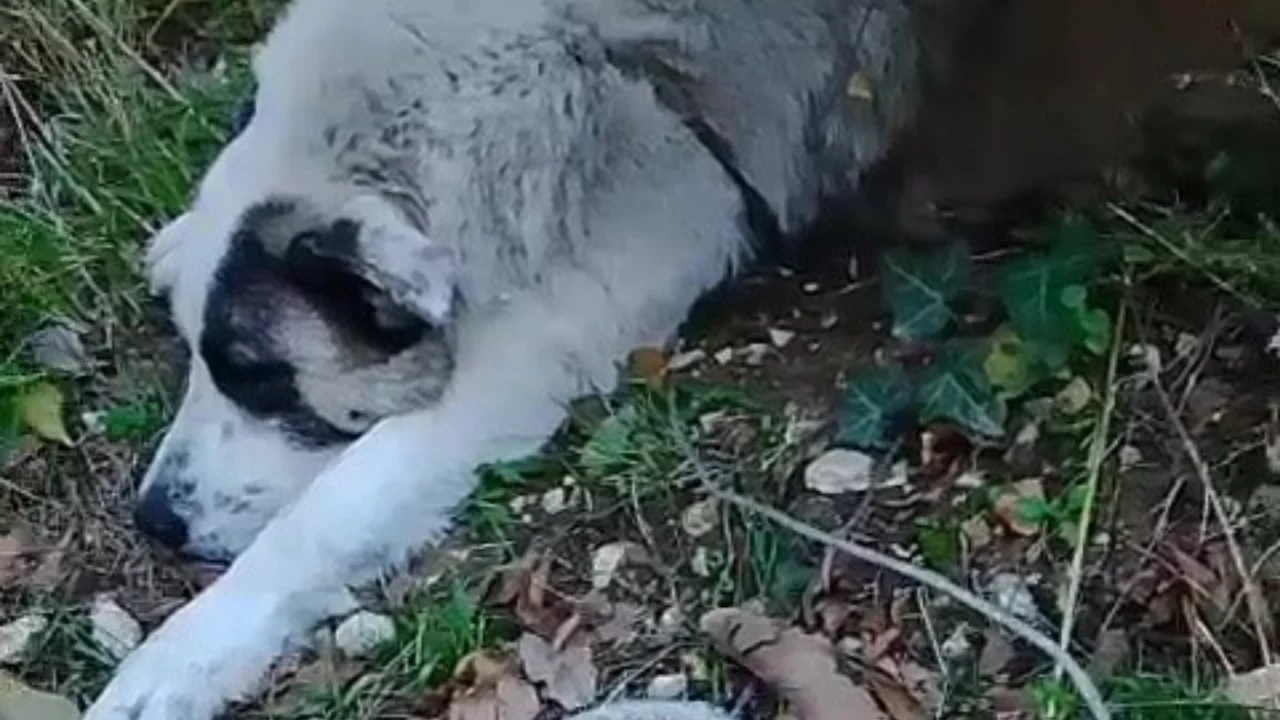 Bursa'da y&uuml;rek burkan olay! K&ouml;pek &ouml;l&uuml;m tuzağına yakalandı