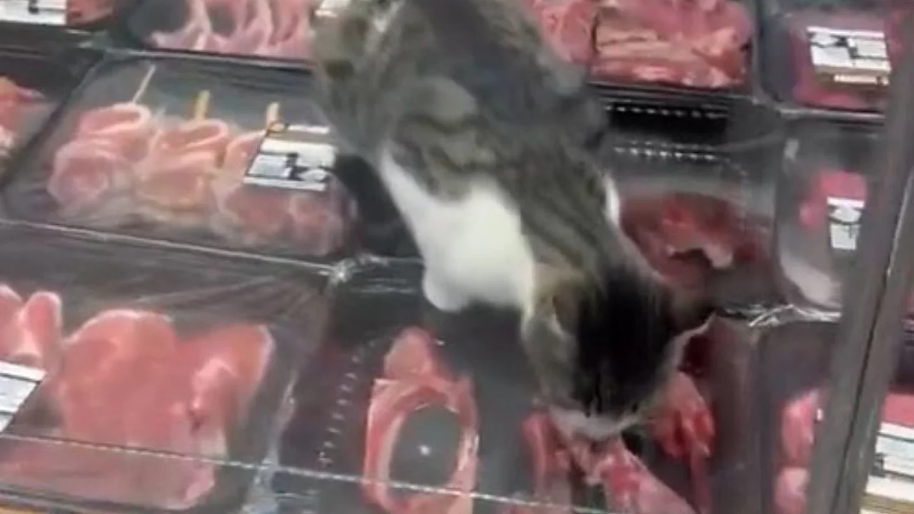 Bursa'da kedi et dolabına girmişti! Markete kesilen ceza şaşkına &ccedil;evirdi